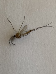 Culex quinquefasciatus