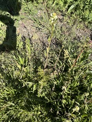 Caulanthus lasiophyllus