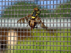 Bactrocera umbrosa