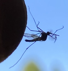 Culex quinquefasciatus