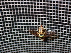 Bactrocera umbrosa