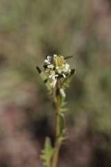 Caulanthus lasiophyllus