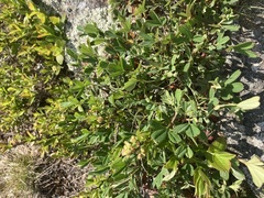 Sibbaldiopsis tridentata