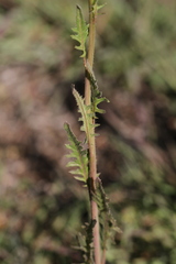 Caulanthus lasiophyllus