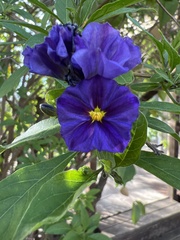 Lycianthes rantonnetii