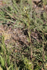 Caulanthus lasiophyllus