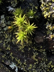 Nyholmiella obtusifolia