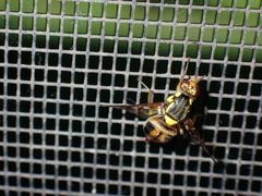 Bactrocera umbrosa