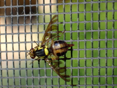 Bactrocera umbrosa