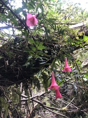 Philesia magellanica