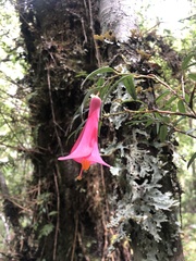 Philesia magellanica