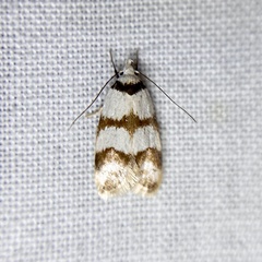 Chezala brachypepla