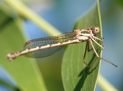 Austrolestes analis