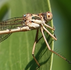 Austrolestes analis