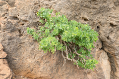 Capparis spinosa subsp. cartilaginea image