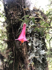 Philesia magellanica