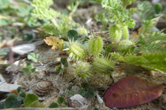 Daucus pumilus