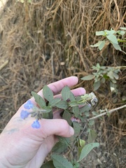 Salvia lavanduloides