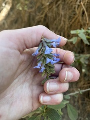 Salvia lavanduloides