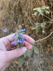 Salvia lavanduloides