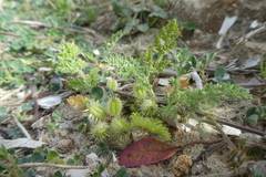 Daucus pumilus