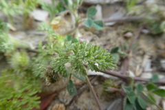 Daucus pumilus