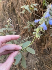 Salvia lavanduloides