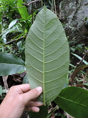 Ficus gomelleira