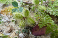 Daucus pumilus