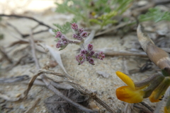 Daucus pumilus