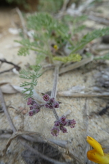 Daucus pumilus