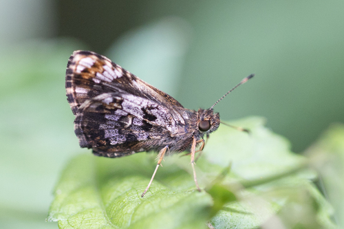 Lucida lucia