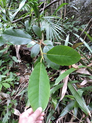 Ficus gomelleira