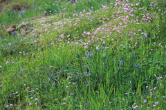 Camassia quamash