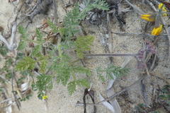 Daucus pumilus