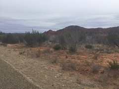 Widdringtonia wallichii