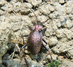 Carabus linnaei