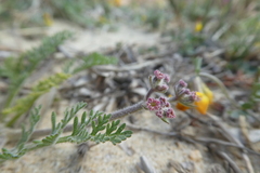 Daucus pumilus