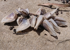 Dosima fascicularis