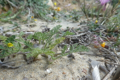 Daucus pumilus