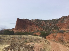 Widdringtonia wallichii