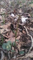 Cardamine bulbosa