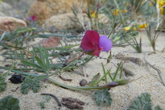 Lathyrus