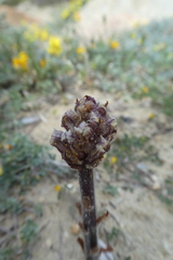Orobanche