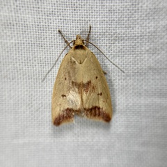 Ageletha elaeodes