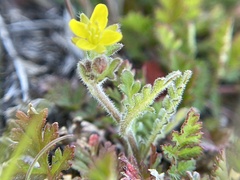 Tropidocarpum gracile