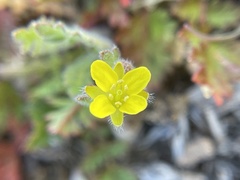 Tropidocarpum gracile