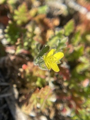 Tropidocarpum gracile