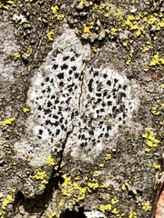 Arthonia radiata