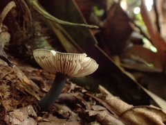 Entoloma